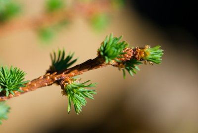 Larix kaempferi 'Blue Dwarf' modřín japonský - jehlice jaro